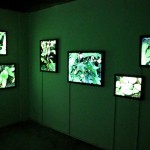 Invasive Species: The Vegetables 2010 Text Animation (duration: 4’03”), Sound, Photo, Light Box, LED, Controller, Synchronizer, Power Adapter