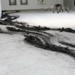 Over There, locust tree and a number of animal skeletons made into charcoal, installation, variable in size, 2011