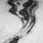 Shi Jinsong, Over There, locust tree and a number of animal skeletons made into charcoal, installation, variable in size, 2011 