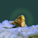 Wu Gaozhong, Brilliance 2, organic compound and photograph, 75 x 60cm, 2003 