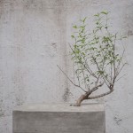 Shaw Xu Zhifeng, "Concrete Bonsai," mixed media installation, pomegranate, soil, ferrocement adn concrete, 30 x 40 x 30cnm 2013