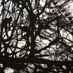 Ed Pien, Curious Creatures, hand-cut digital print on arches paper，2011