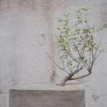  Xu Zhifeng, "Concrete Bonsai," Mixed Media, pomegranate, Soil, ferrocement and concrete, 30 X 40 X 30 cm, 2013