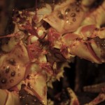 李消非, "一只螃蟹", 高清录像, PAL, 彩色, 有声, 拍摄于挪威, 中英文字幕, 8分24秒，2014
